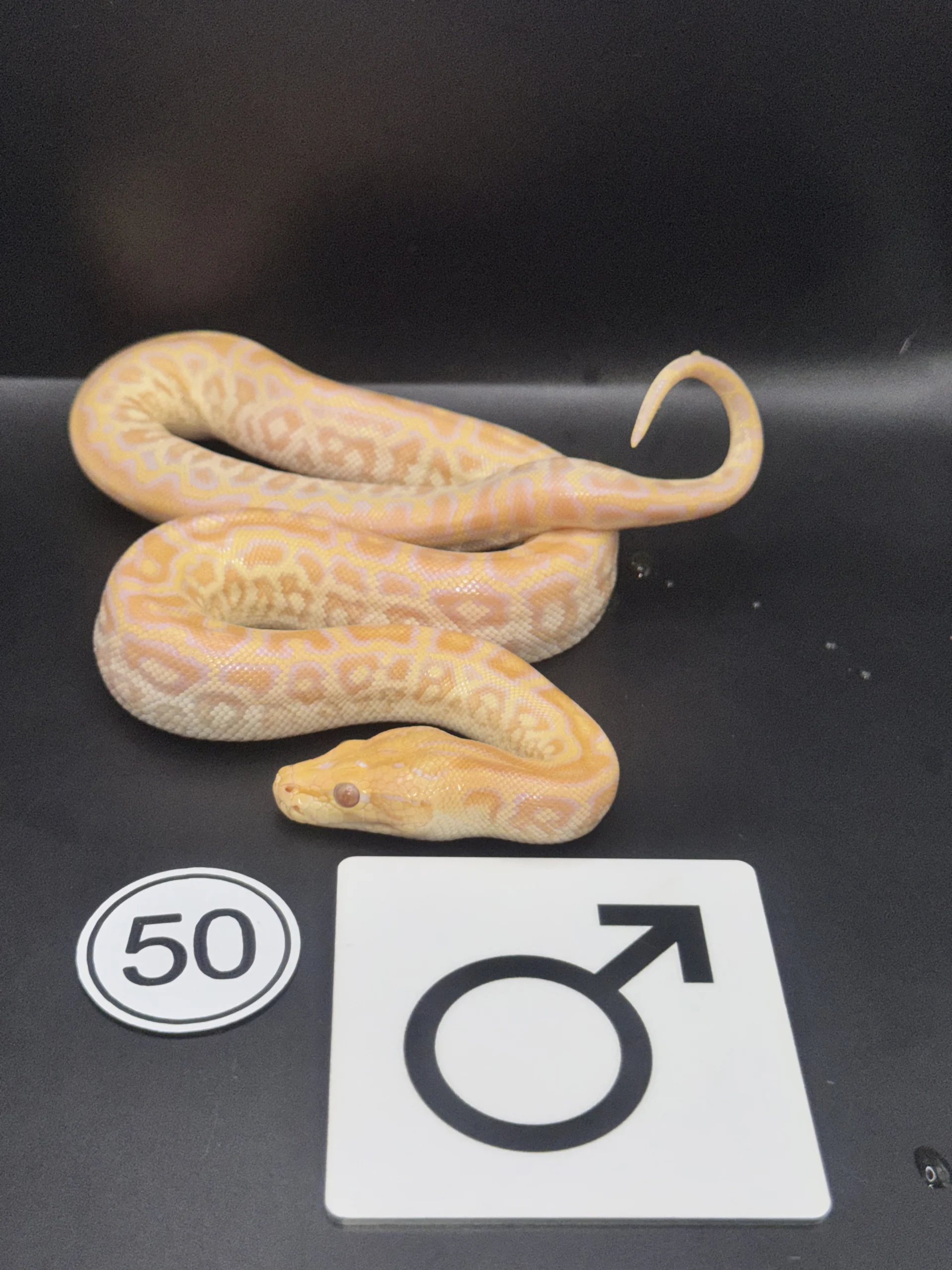 Dunkler Tigerpython Hypo-/Caramel NZ-2026-50