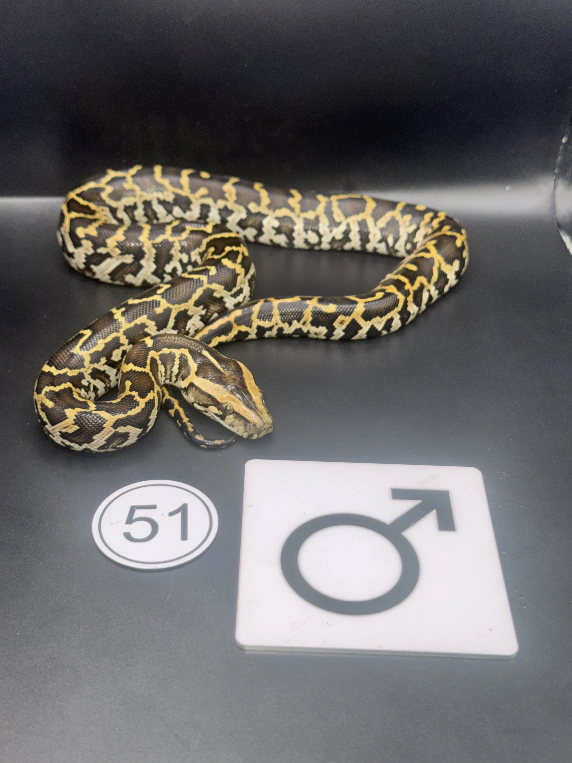 Burmese Python Caramel-/Hypo NZ-2026-51