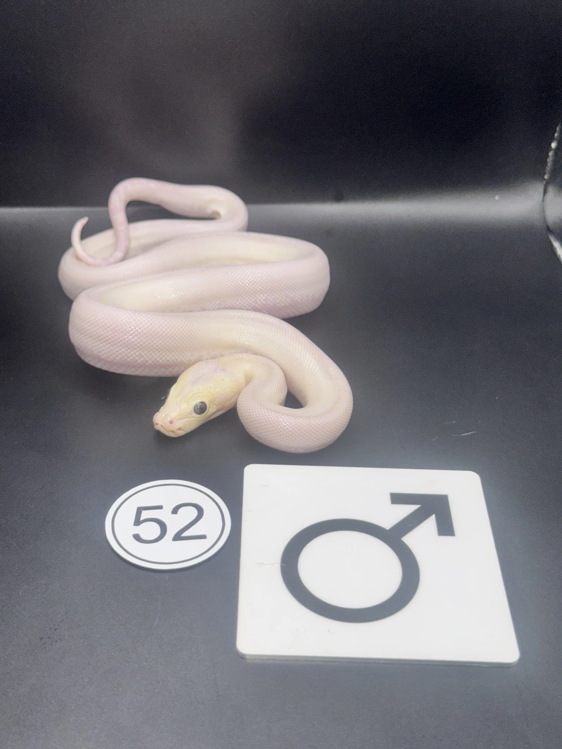 Burmese Python extremely light, pattern-reduced type with broken lateral band – pied-like effect NZ-2026-52