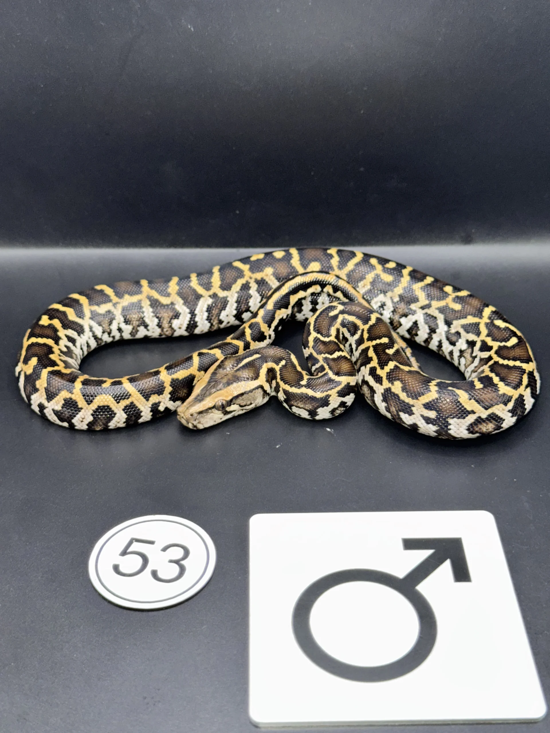 Burmese Python Caramel-/Hypo NZ-2026-53