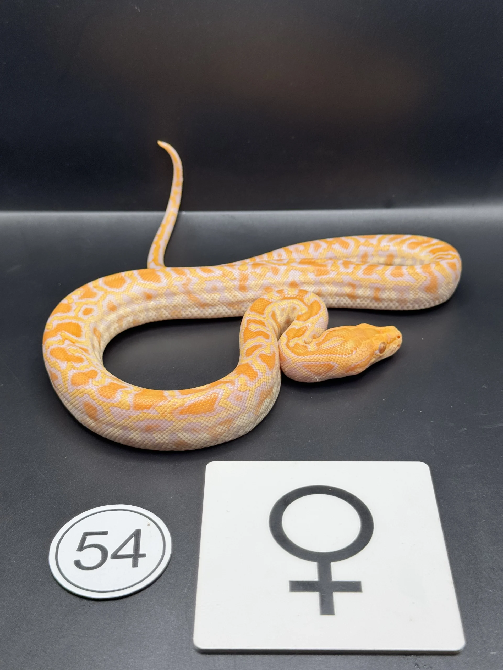 Burmese Python Hypo-/Caramel NZ-2026-54