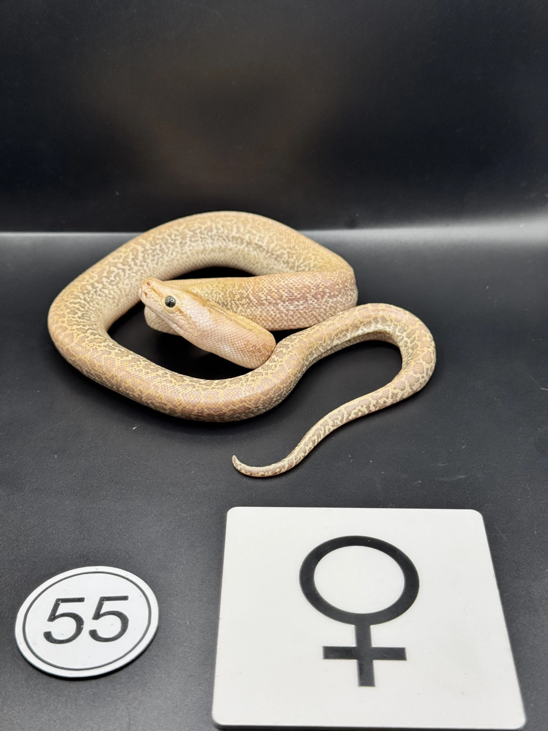 Burmese Python Hypo-/Caramel NZ-2026-55