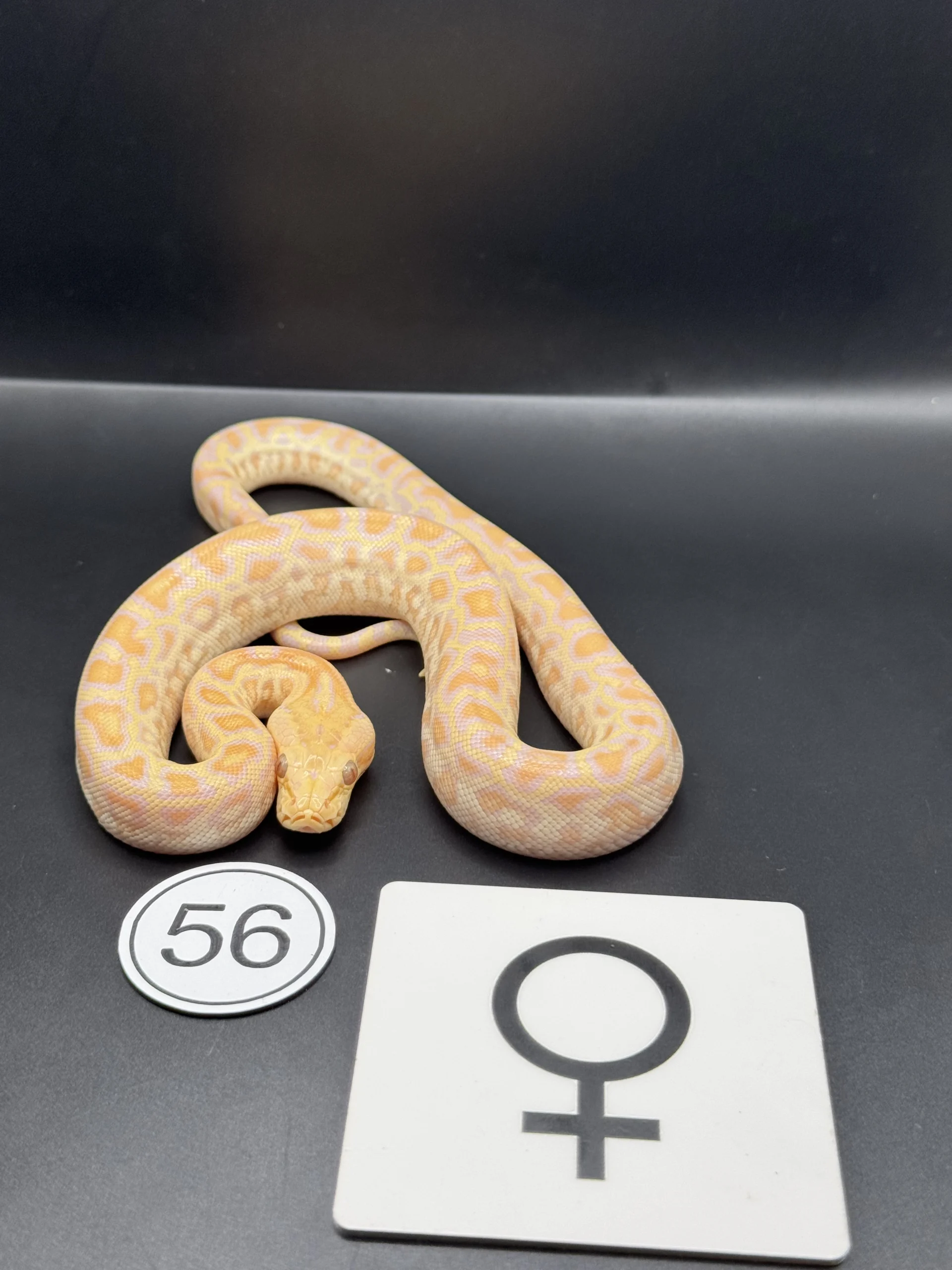 Burmese Python Caramel-/Hypo NZ-2026-56