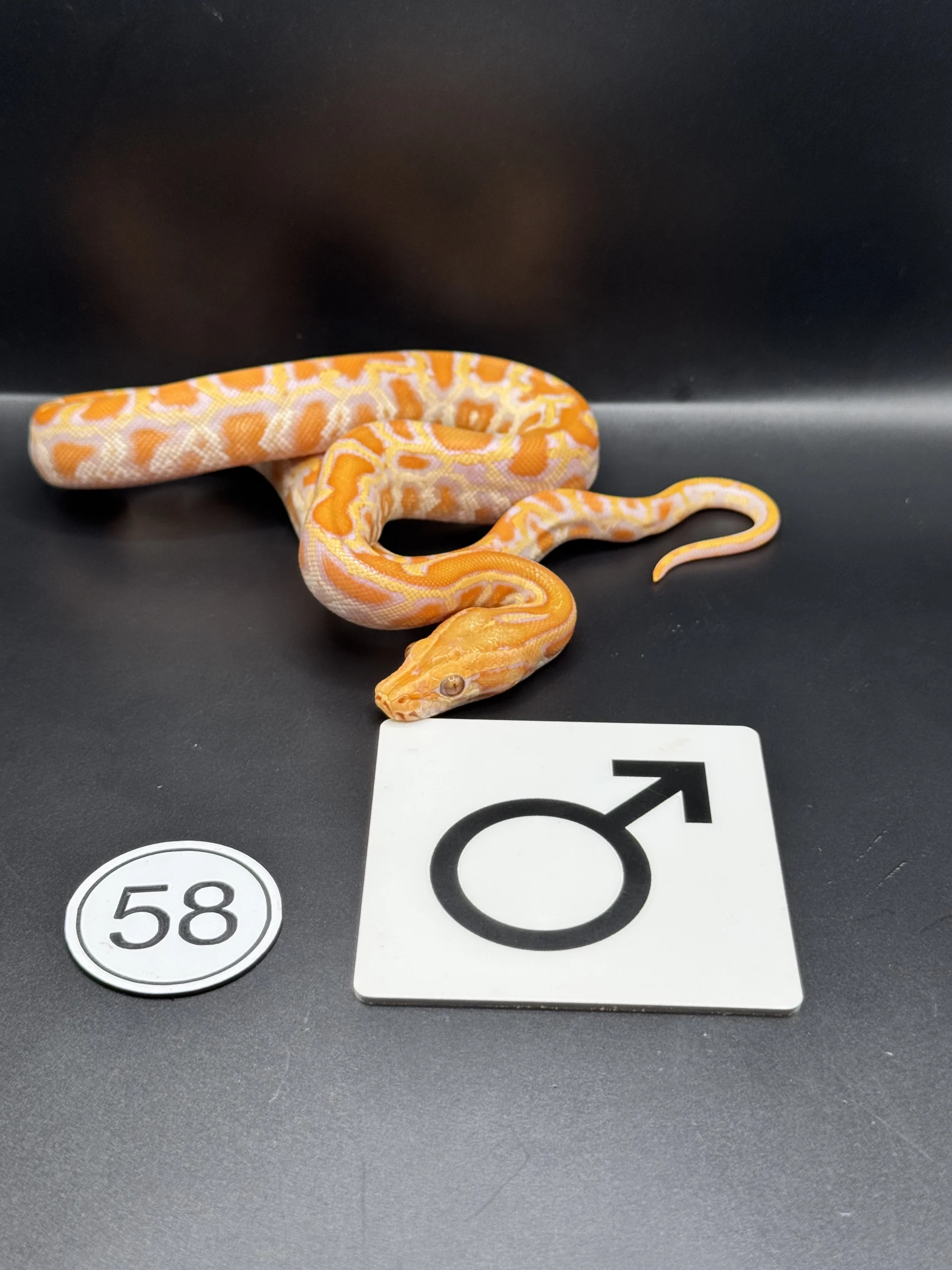 Burmese Python Hypo-/Caramel NZ-2026-58