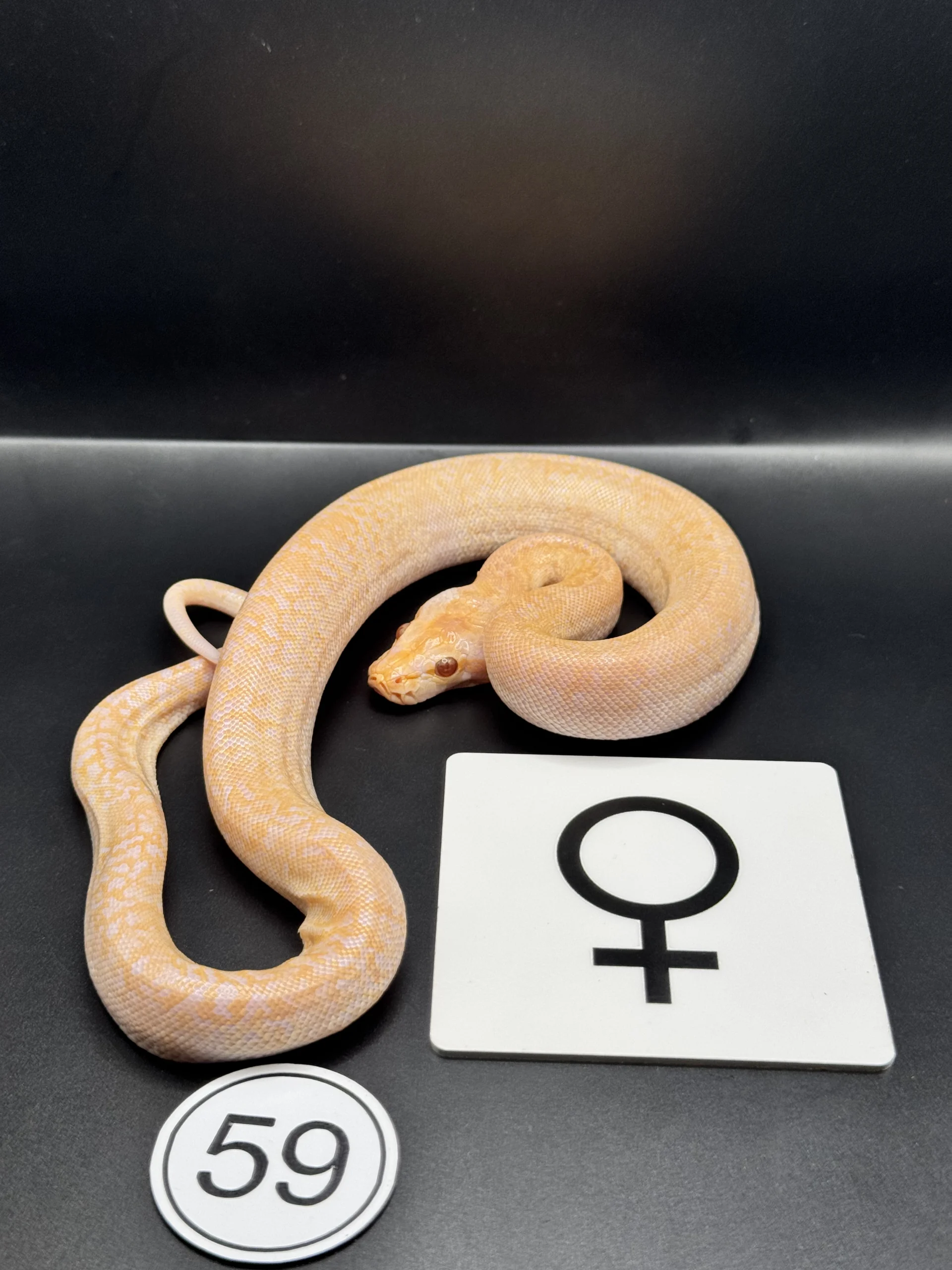 Burmese Python Hypo-/Caramel NZ-2026-59