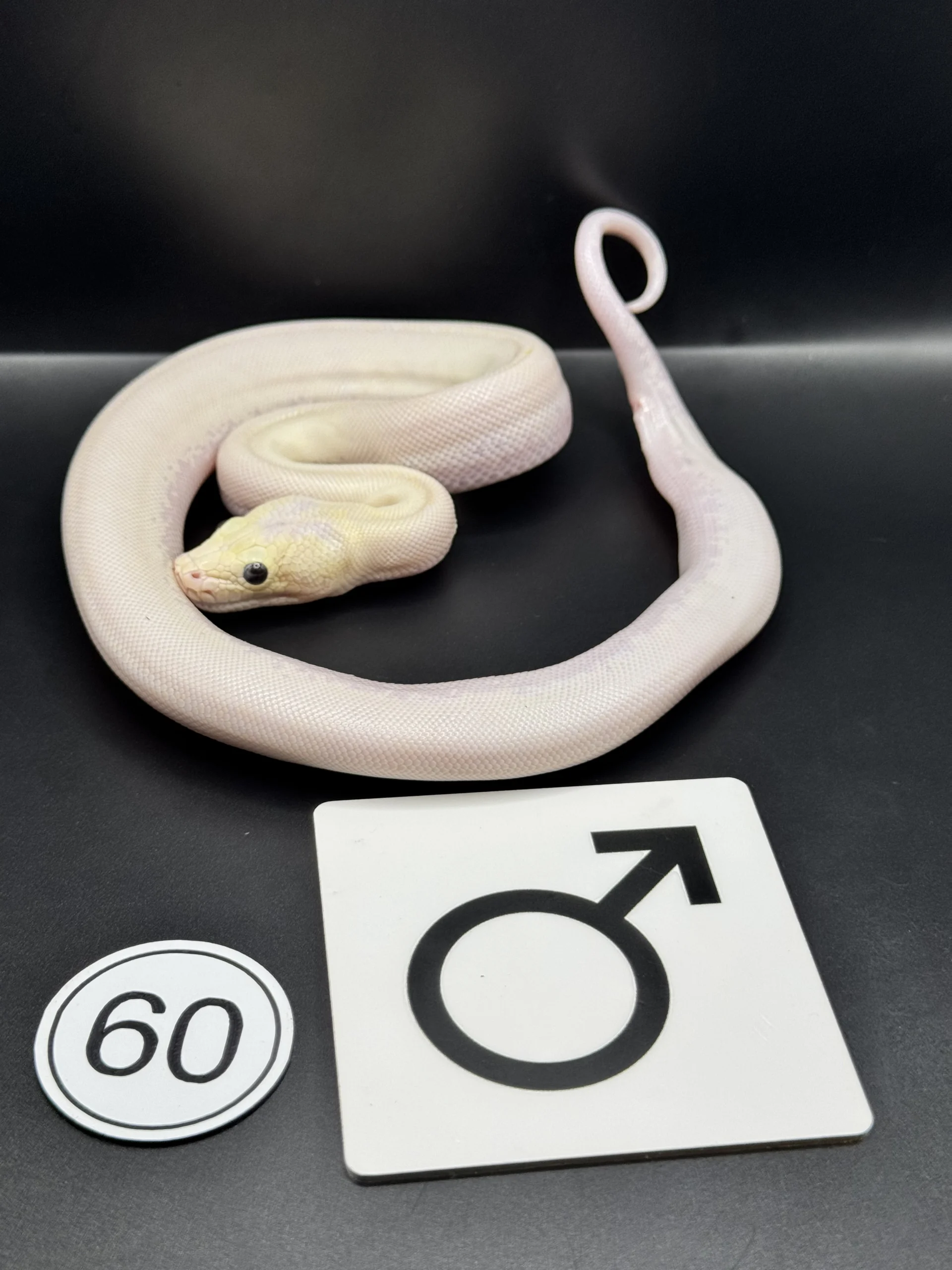 Burmese Python extremely light, pattern-reduced type with broken lateral band – pied-like effect NZ-2026-60