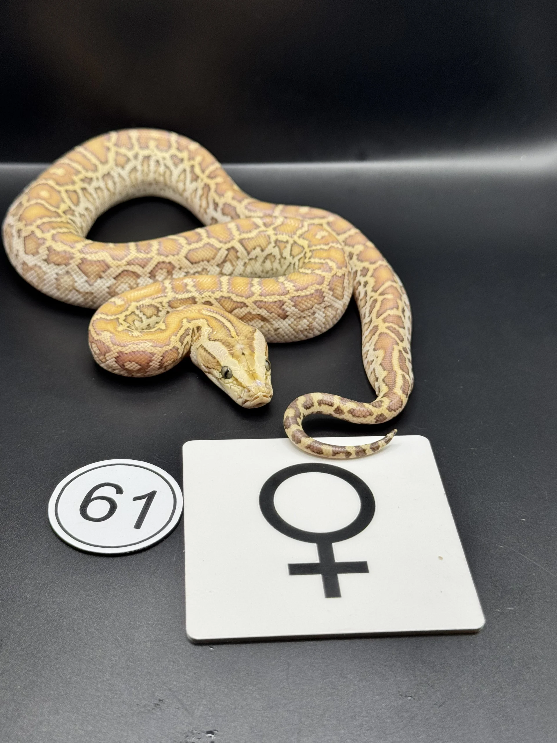 Burmese Python Hypo-/Caramel NZ-2026-61