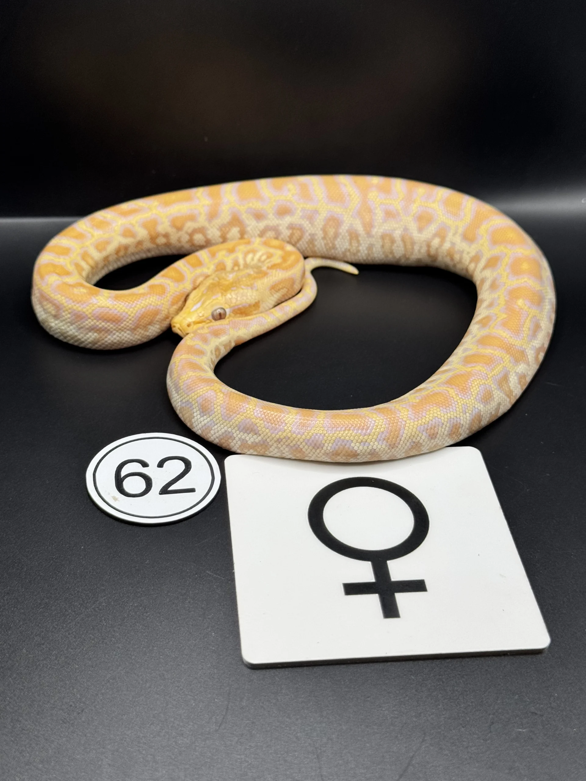 Burmese Python Caramel-/Hypo NZ-2026-62