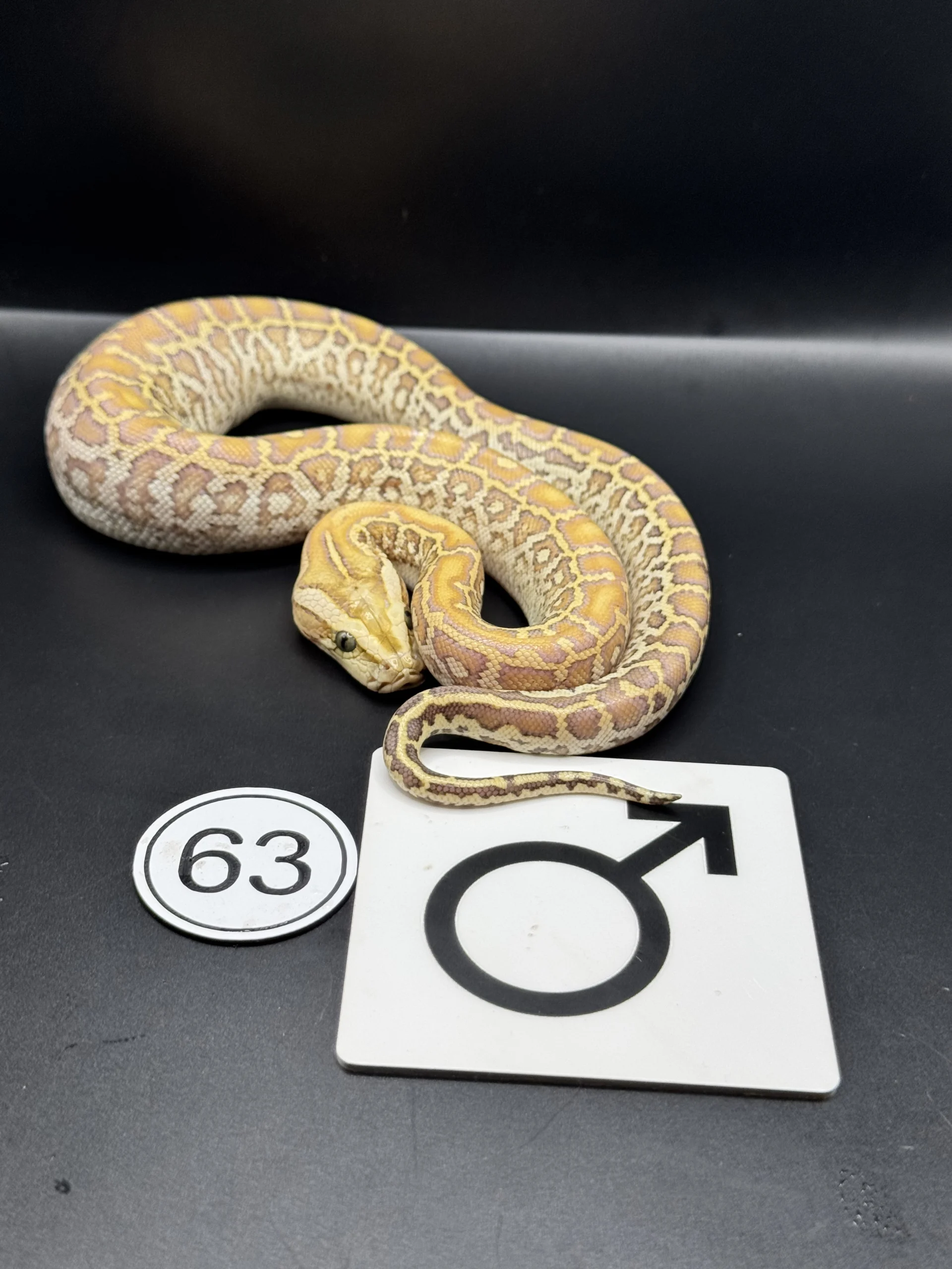 Burmese Python Hypo-/Caramel NZ-2026-63