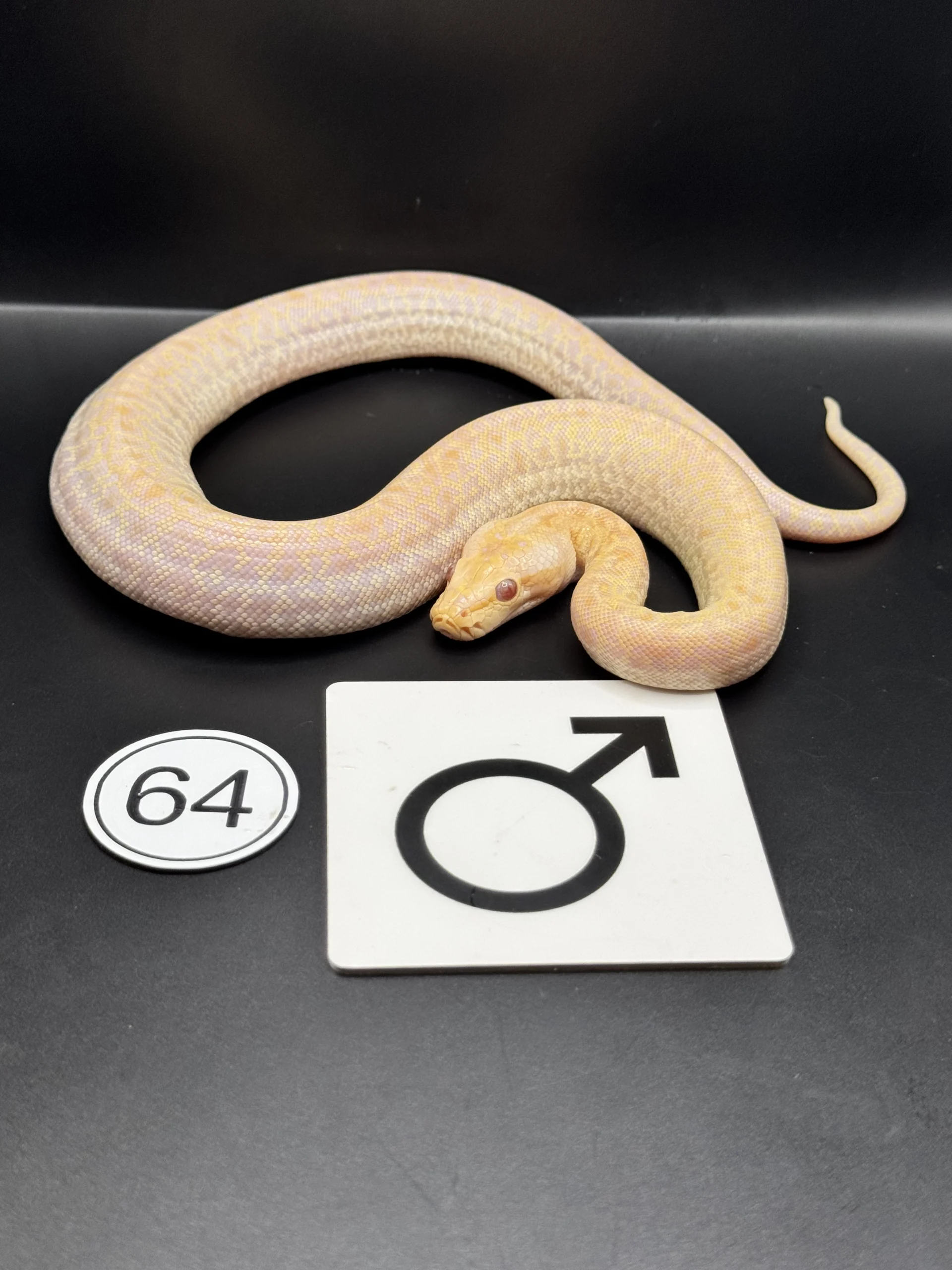 Burmese Python Hypo-/Caramel Granite NZ-2026-64