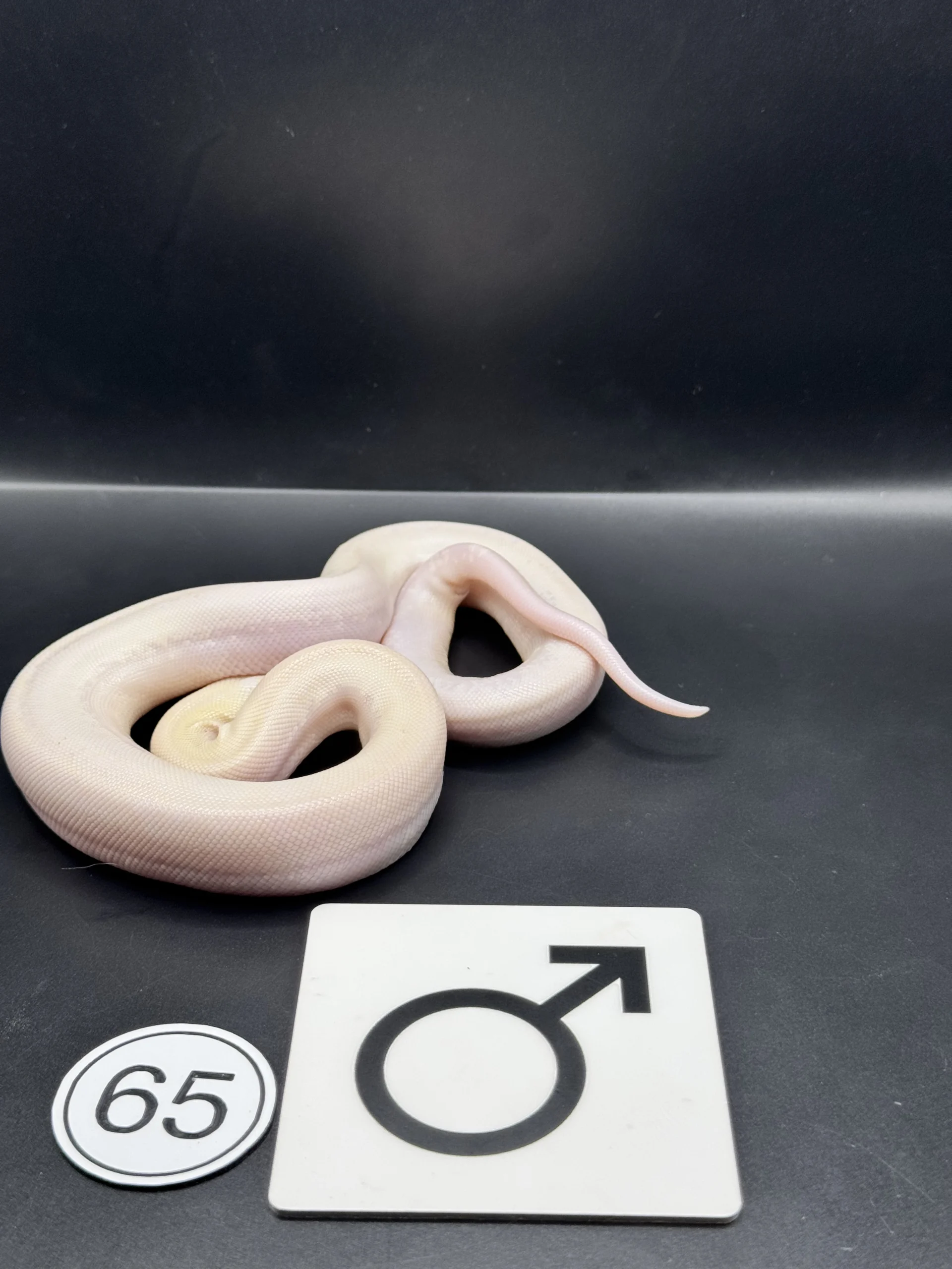 Burmese Python Caramel – extremely light, almost patternless special phenotype / Pied-like NZ-2026-65