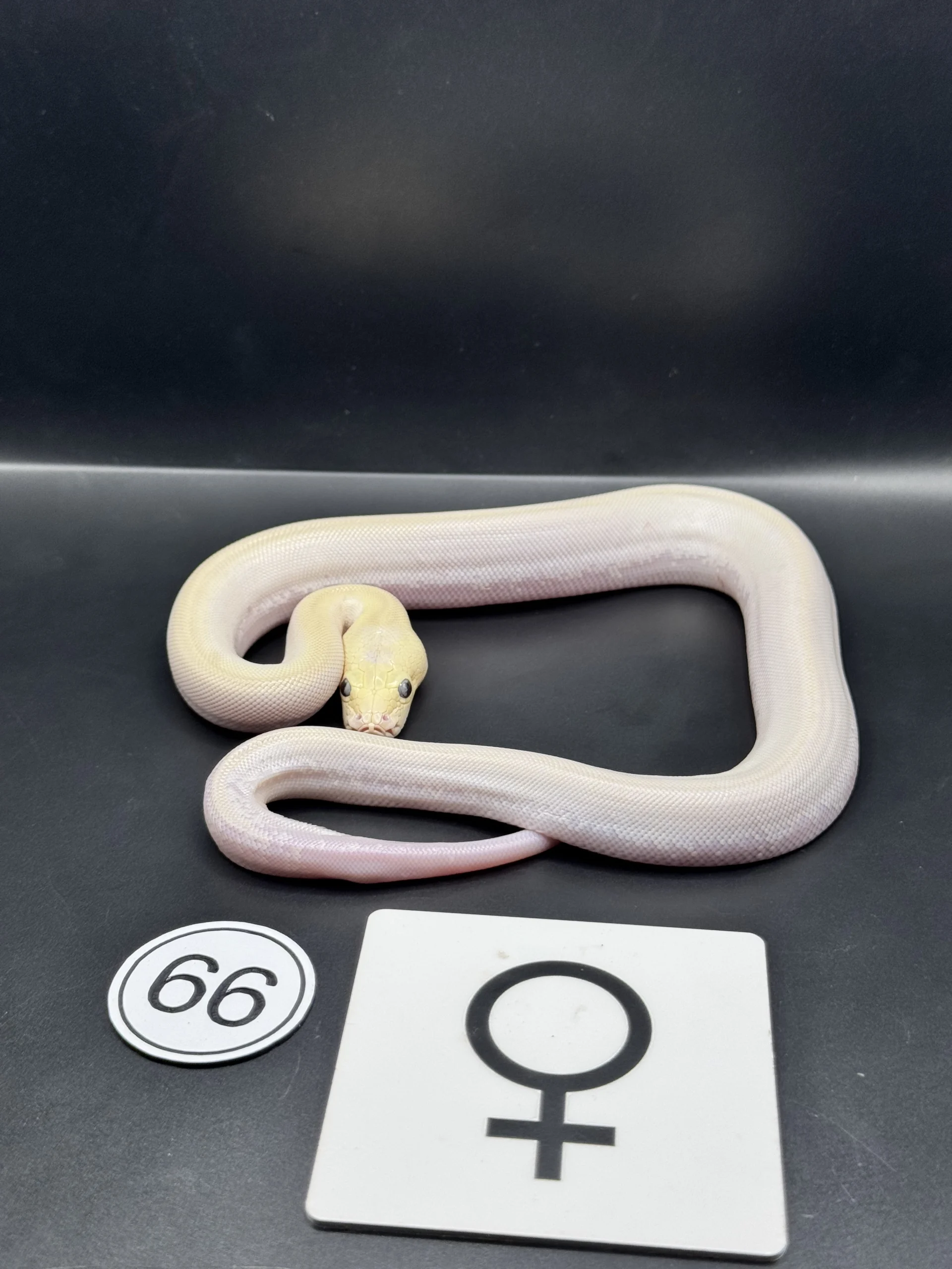 Burmese Python Caramel – extremely light, almost patternless special phenotype / Pied-like NZ-2026-66