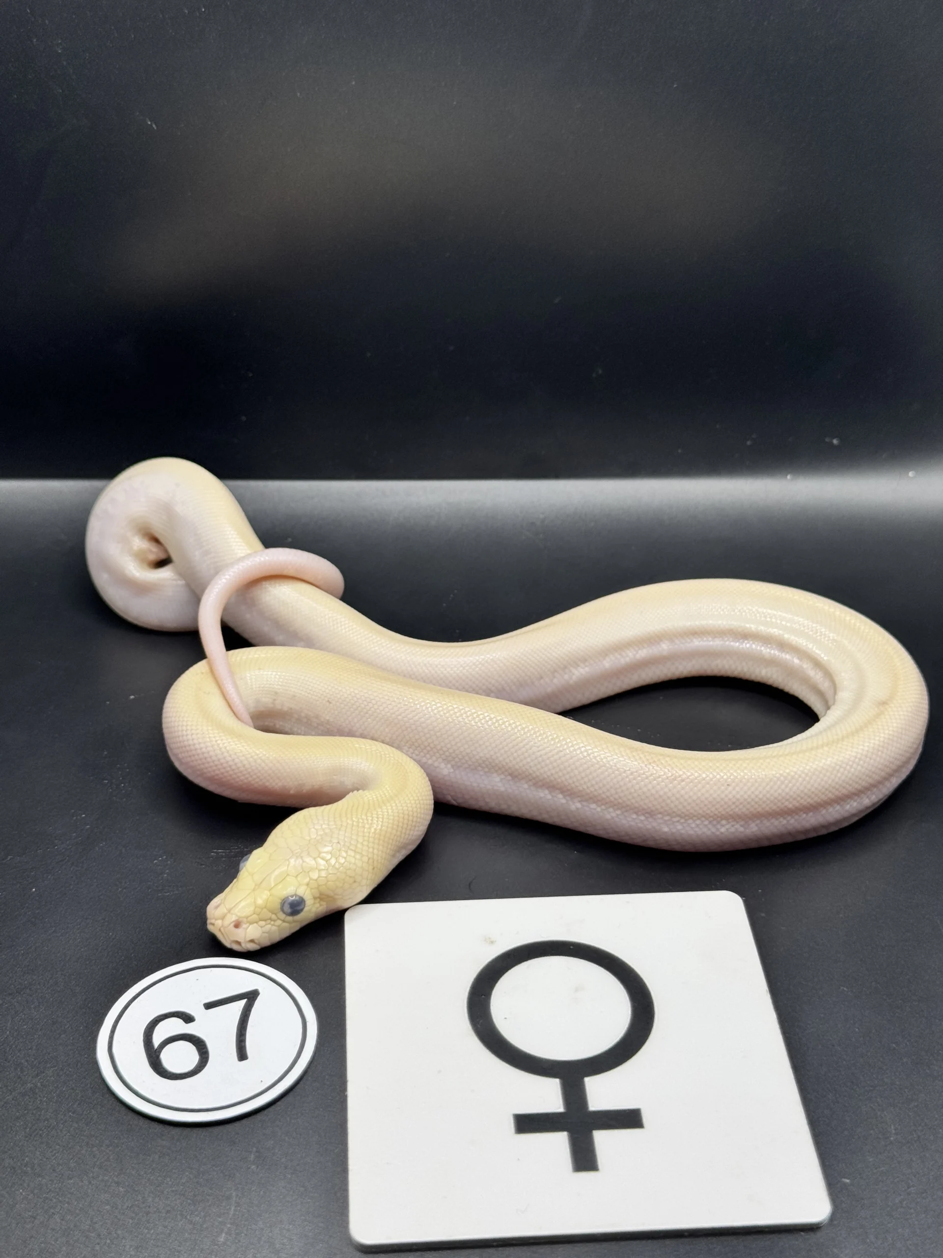 Burmese Python Caramel – extremely light, almost patternless special phenotype / Pied-like NZ-2026-67