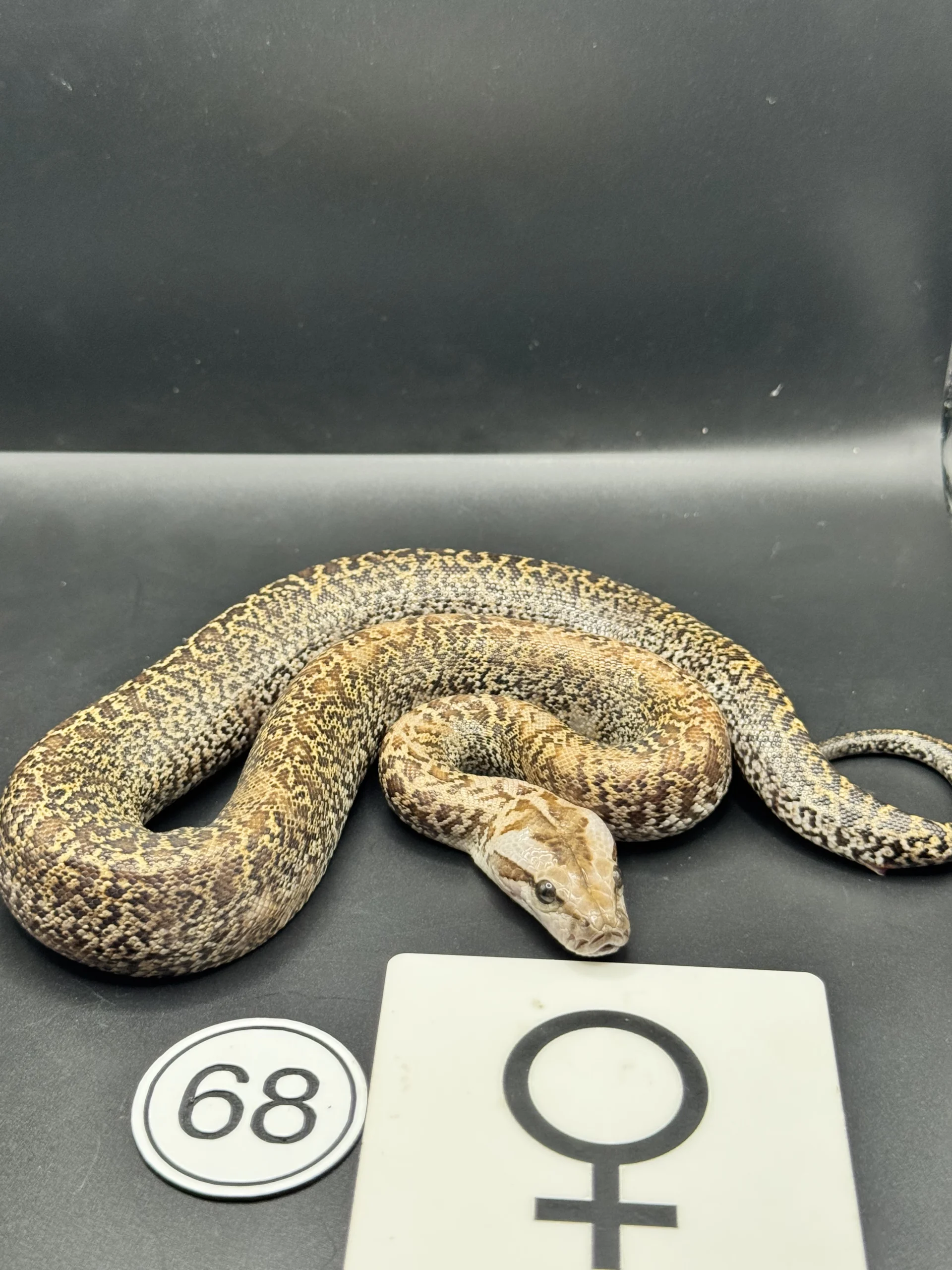 Burmese Python Caramel Granite NZ-2026-68
