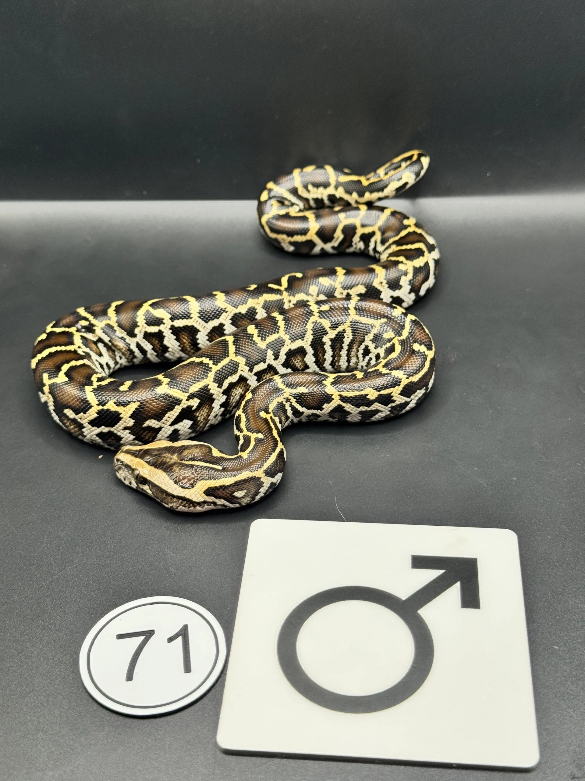 Burmese Python  NZ-2026-71