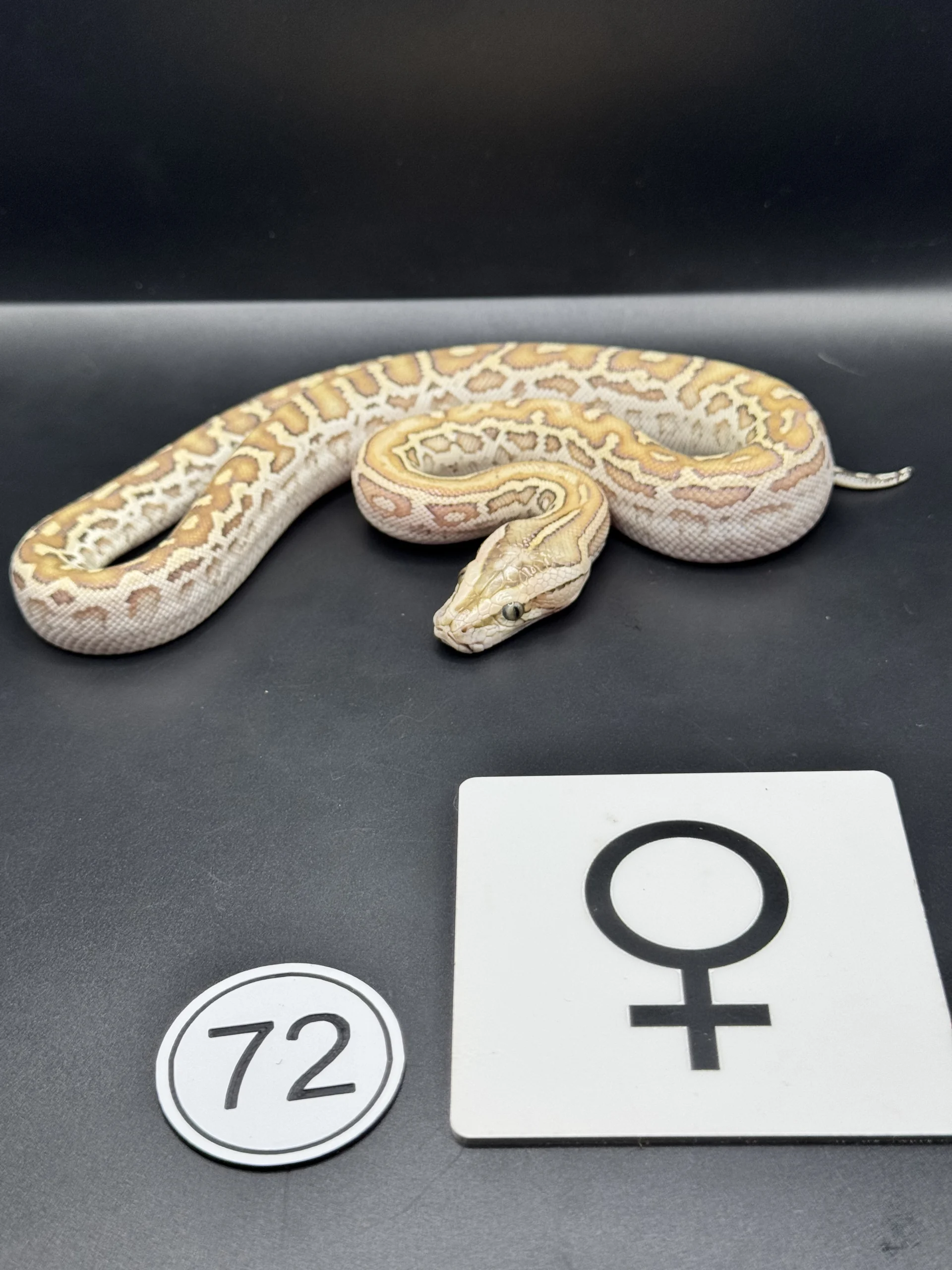 Burmese Python Caramel NZ-2026-72