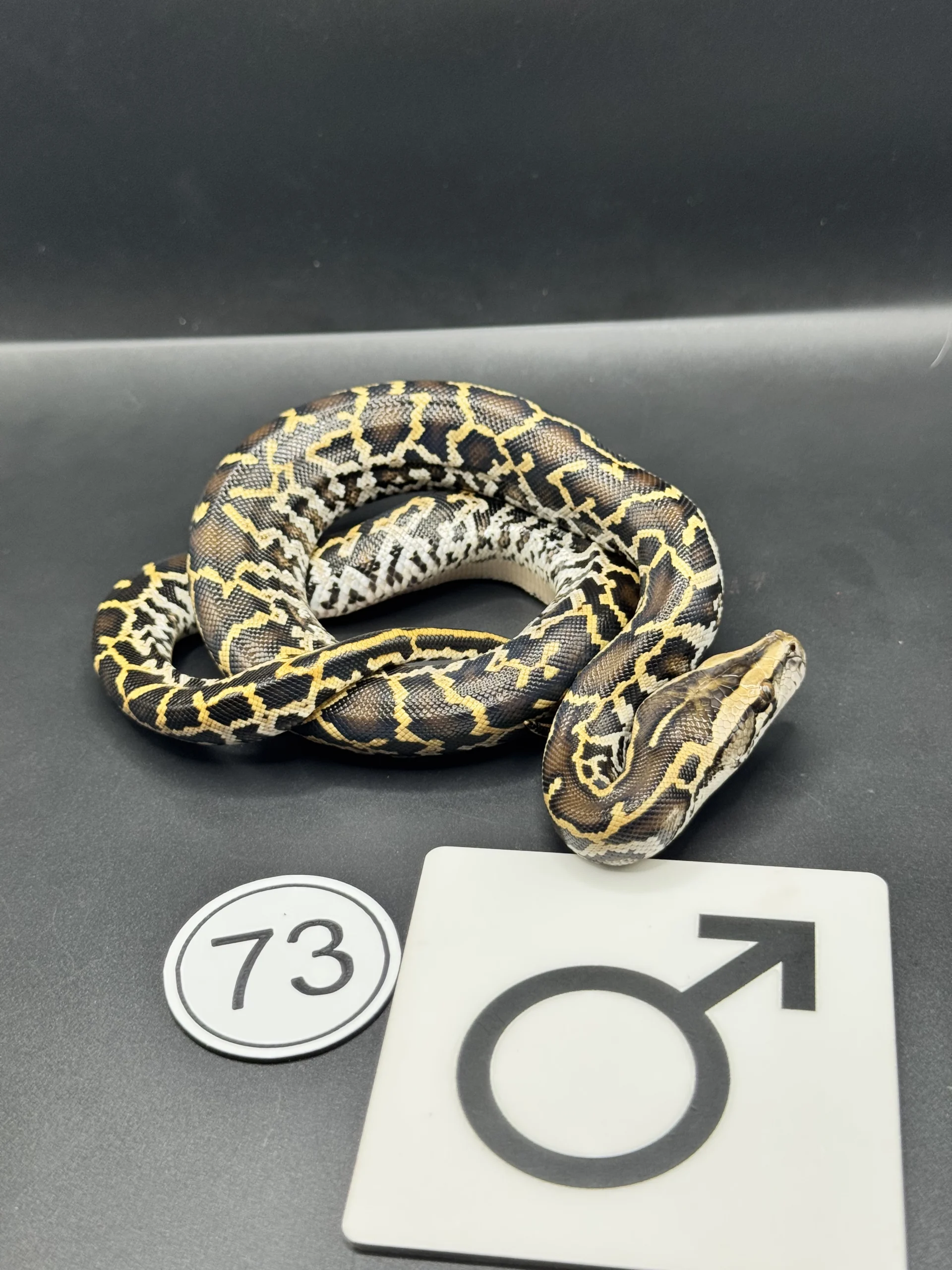 Dunkler Tigerpython Caramel NZ-2026-73