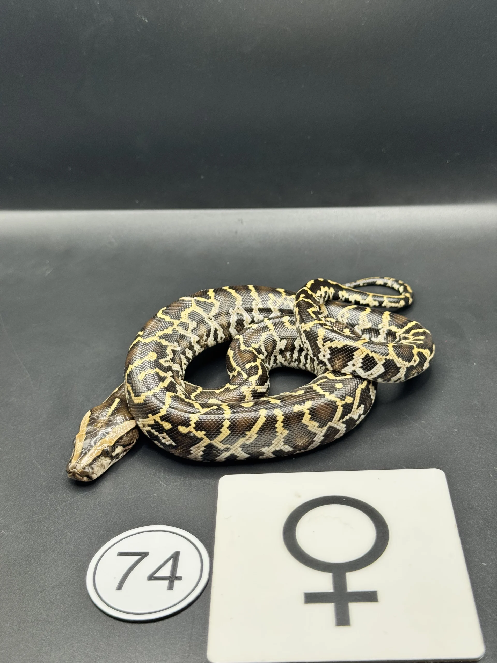 Burmese Python Caramel NZ-2026-74