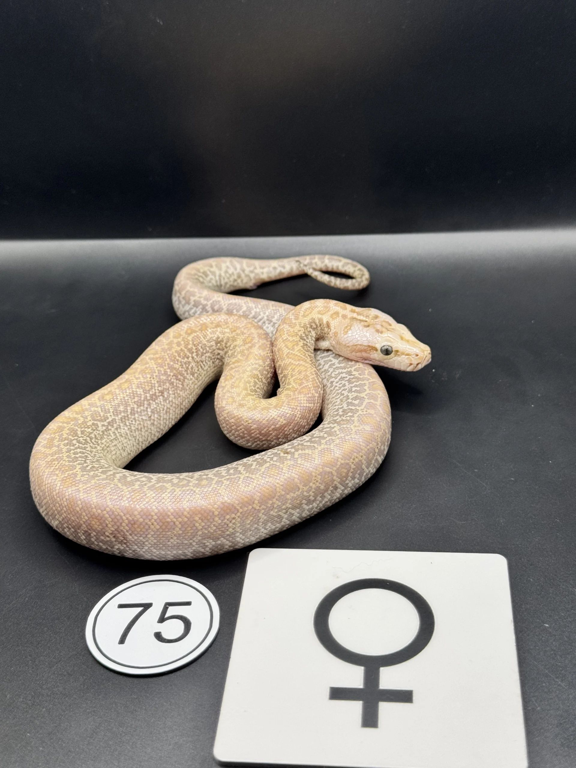 Burmese Python Caramel Granite NZ-2026-75