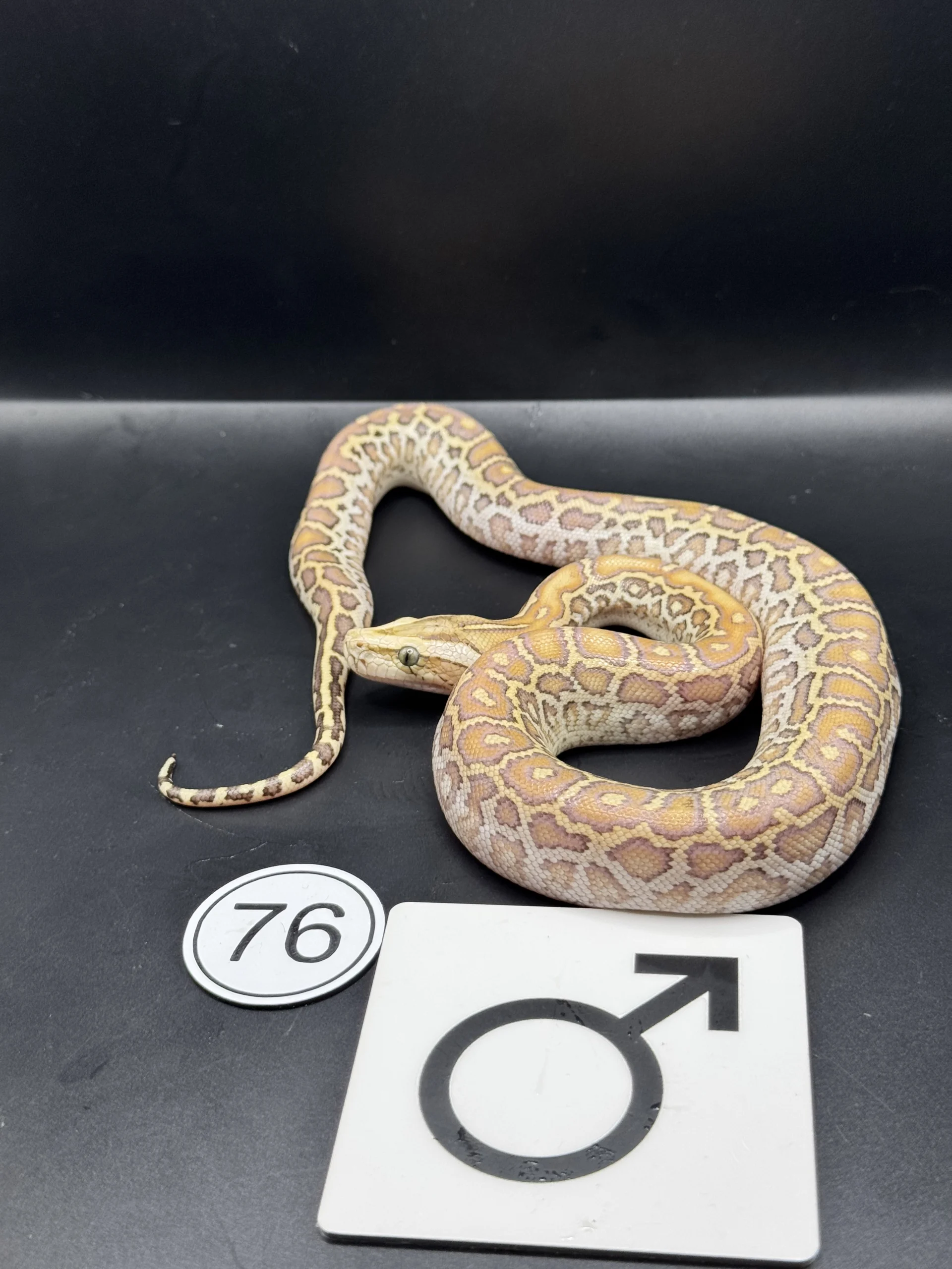 Burmese Python Caramel NZ-2026-76