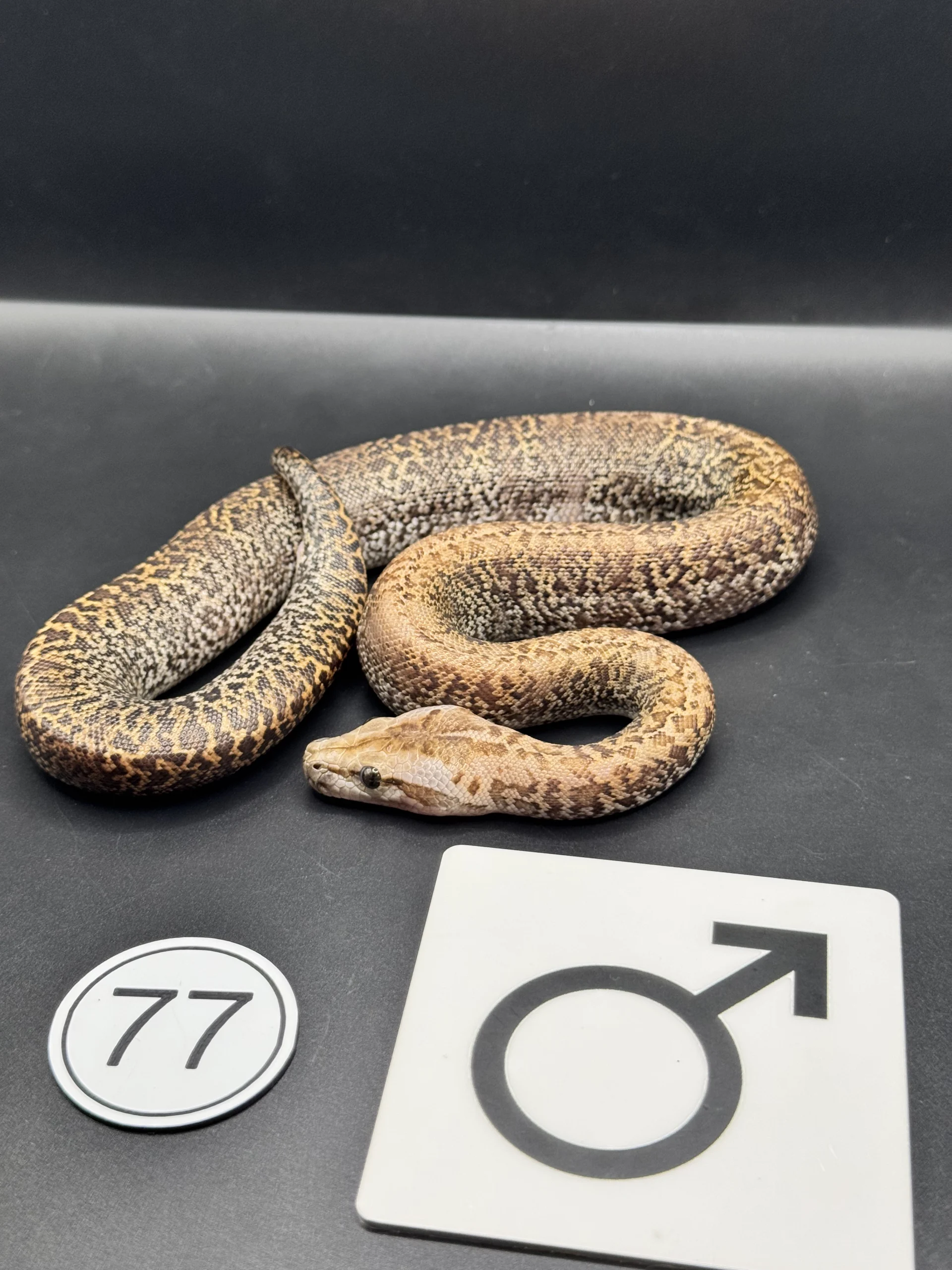 Burmese Python Caramel Granite NZ-2026-77