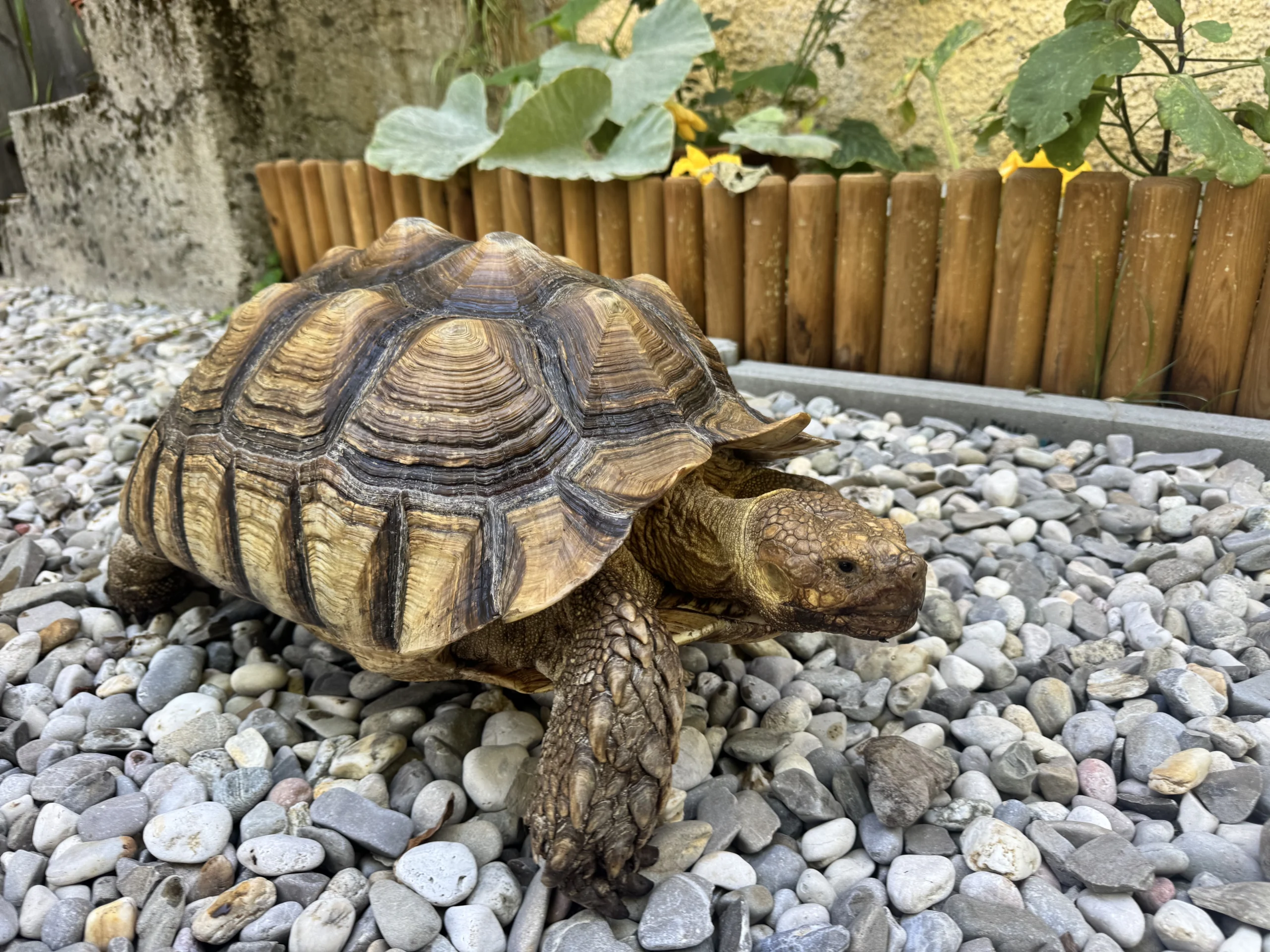Afrikanische Spornschildkröte  Manfred