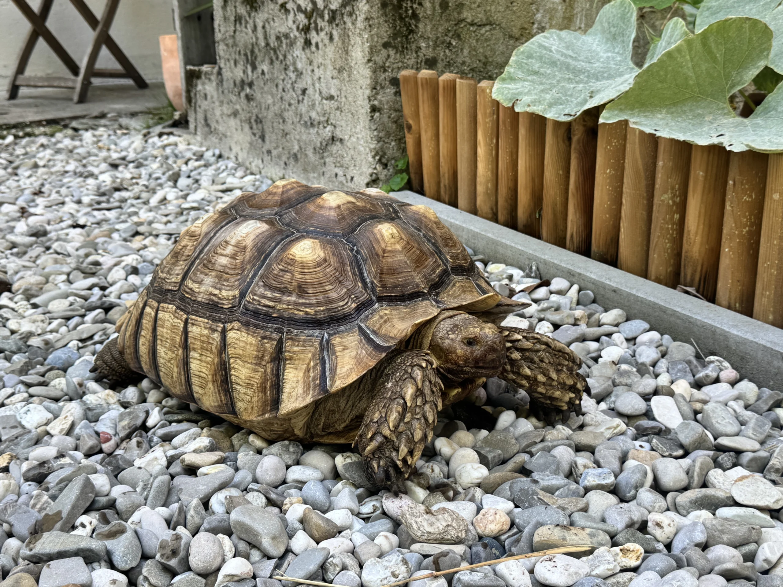 Afrikanische Spornschildkröte  Hilda