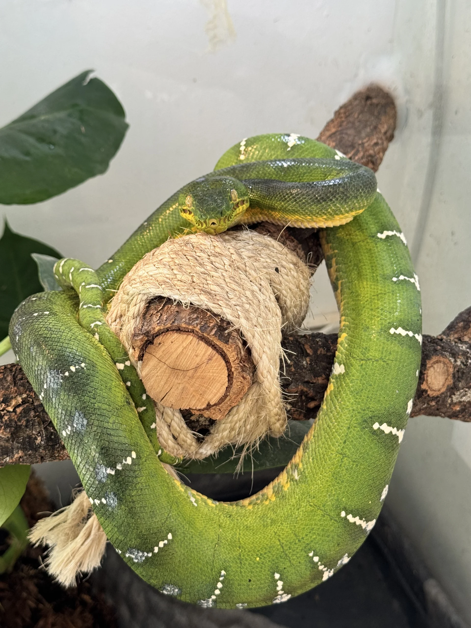 Grüner Hundskopfschlinger Guyana Zora