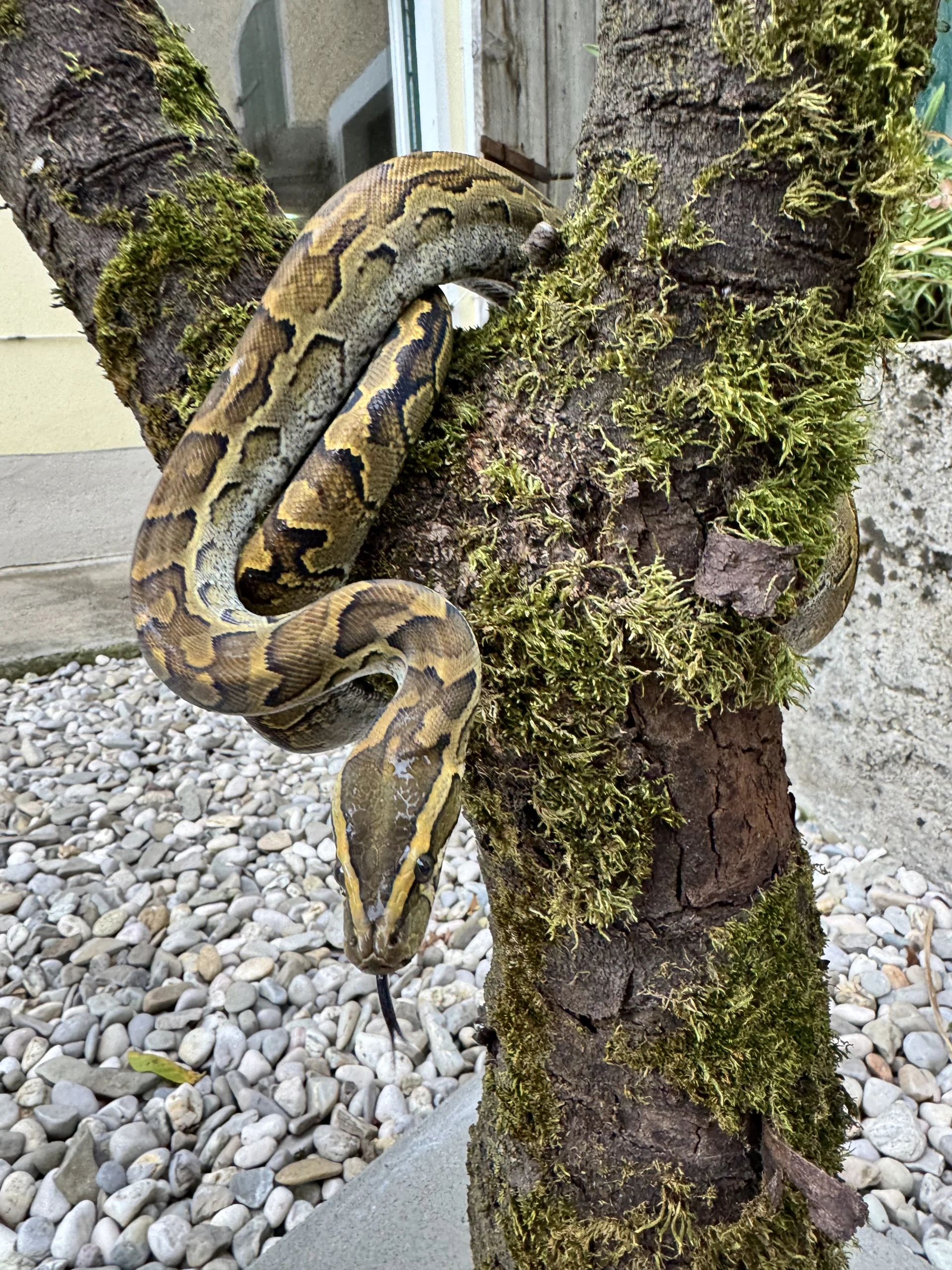 Nördlicher Felsenpython  Bonnie