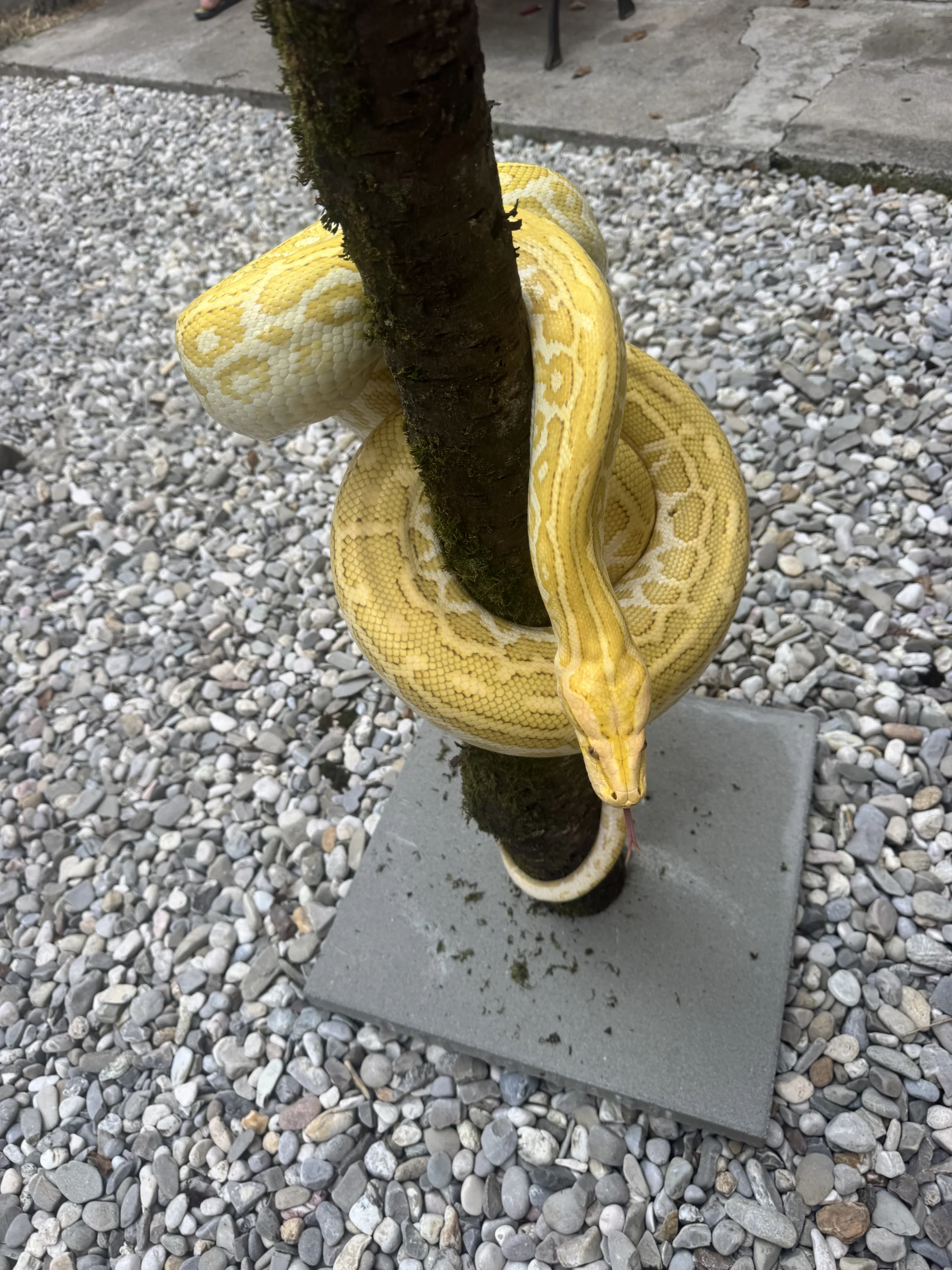 Burmese Python Caramel Caramella