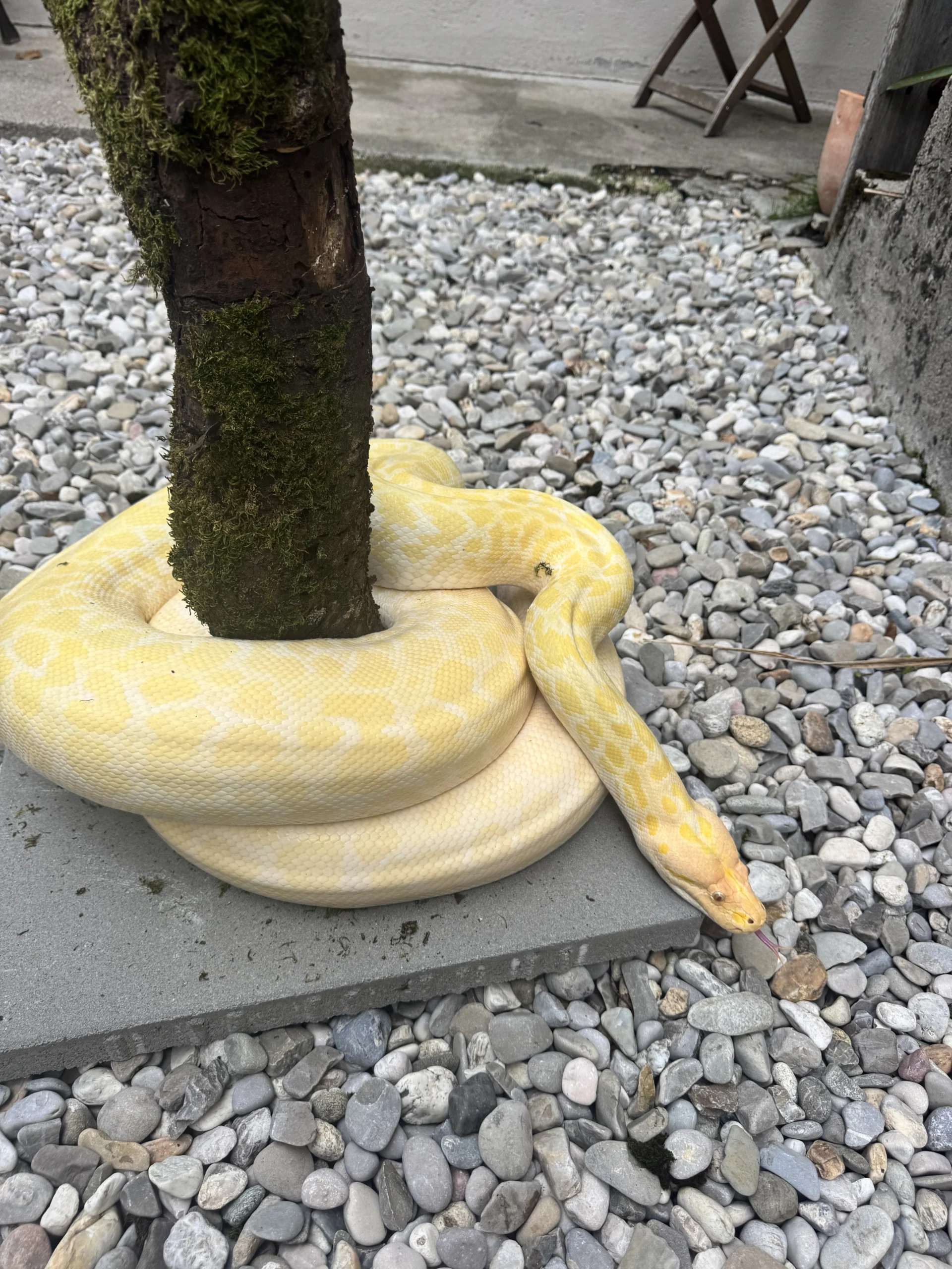 Burmese Python Pearl Albino Heidrun
