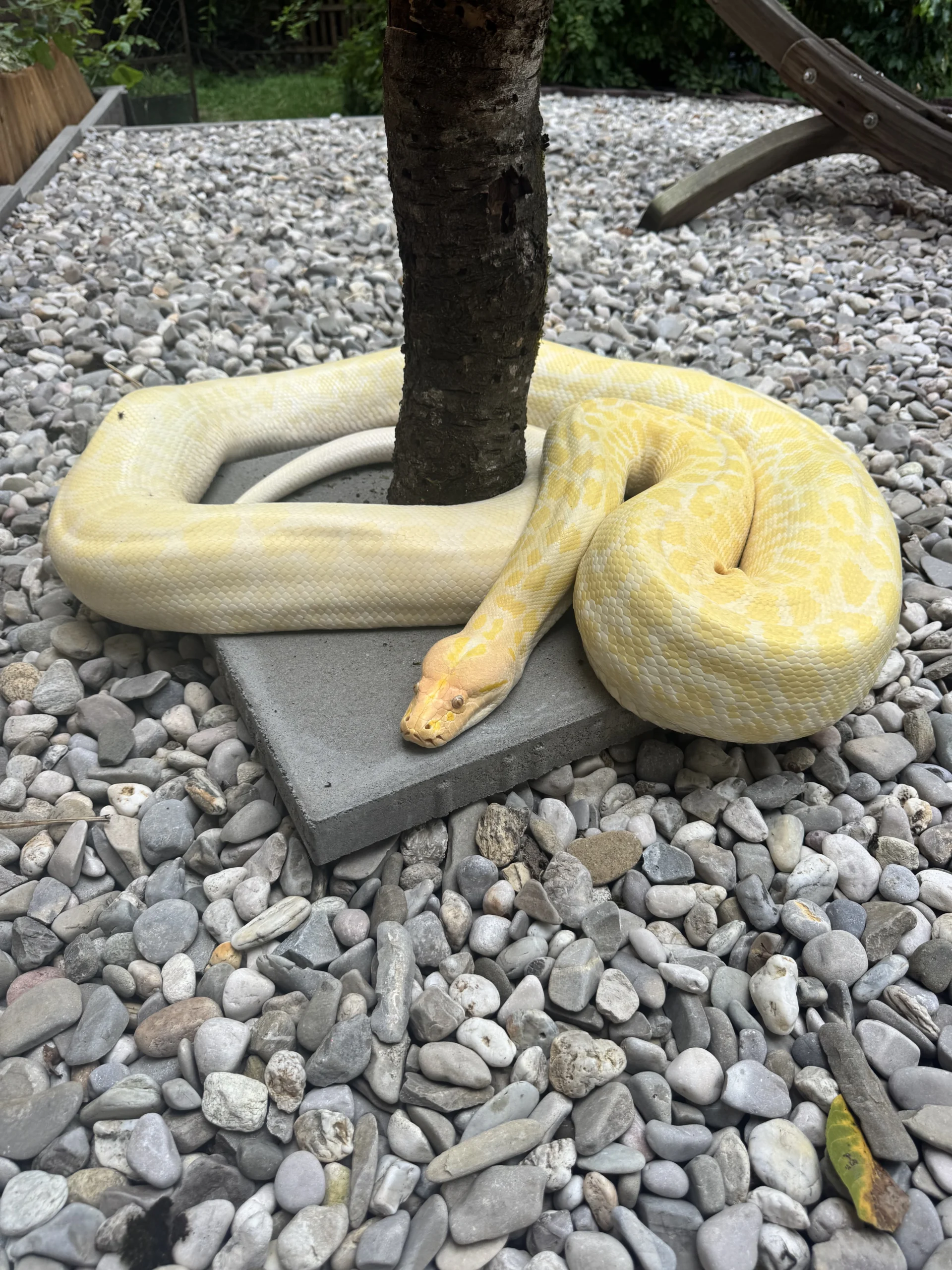 Burmese Python Granite Albino Diana