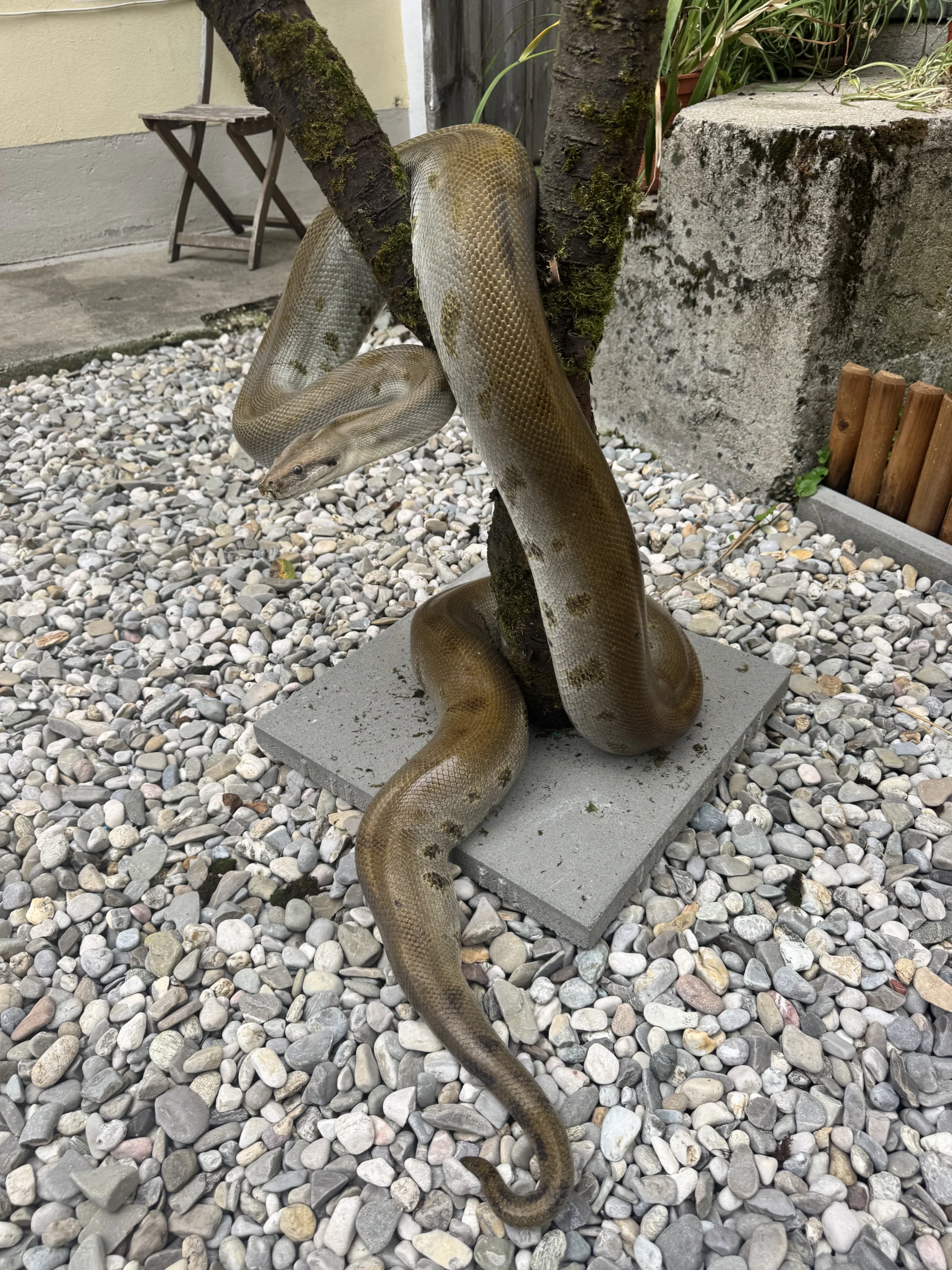 Burmese Python Green Greeny