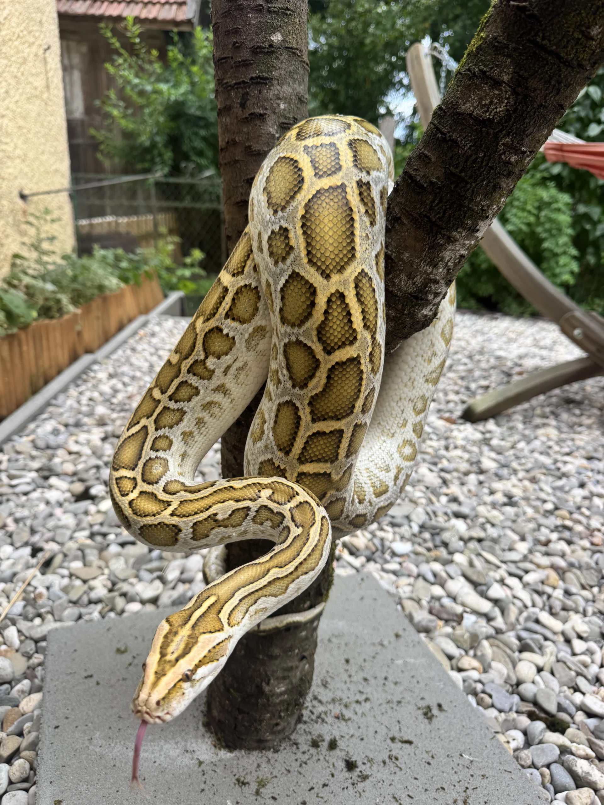Burmese Python Normal – Caramel Look / Golden Medusa