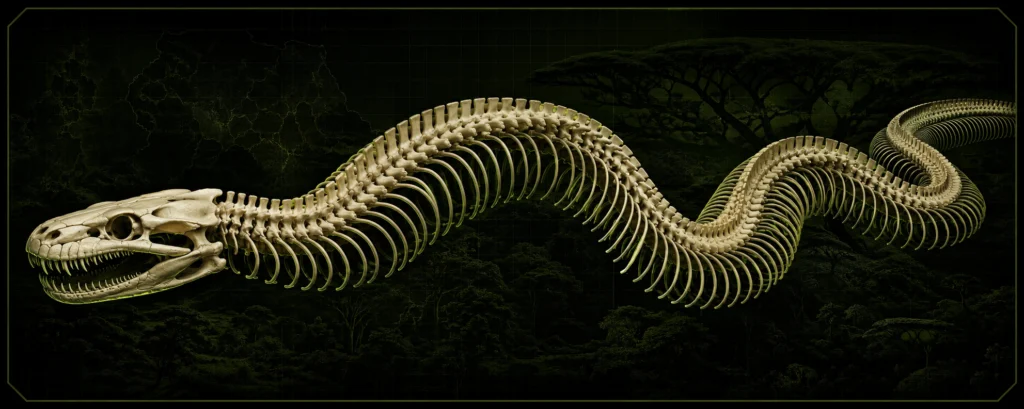 Skelett von Nördlicher Felsenpython