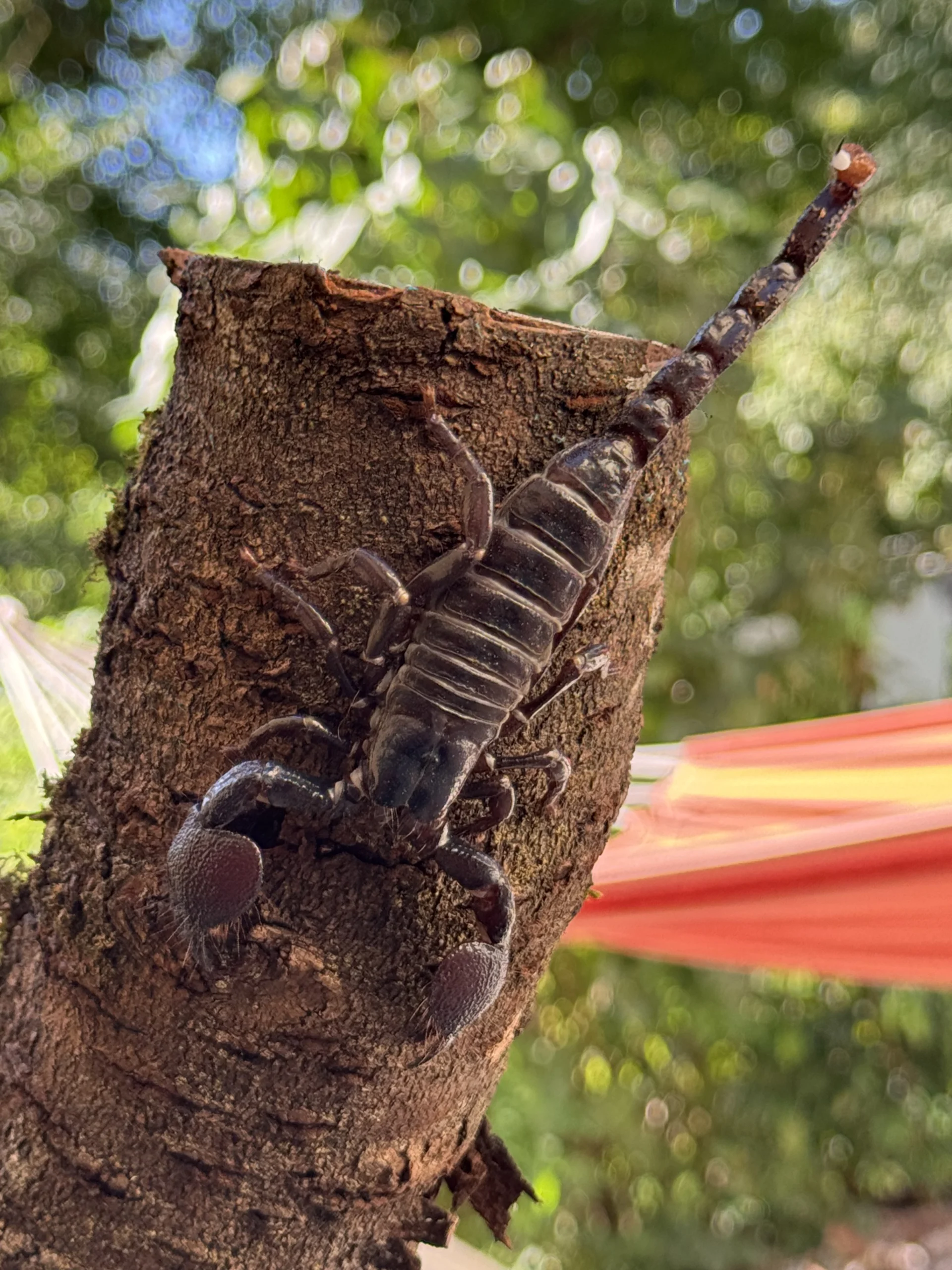 Kaiserskorpion  Draco